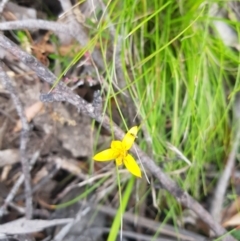 Hypoxis hygrometrica (Golden Weather-grass) at Mt Holland - 27 Jan 2023 by danswell