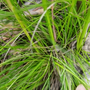 Hypoxis hygrometrica at Tinderry, NSW - 27 Jan 2023