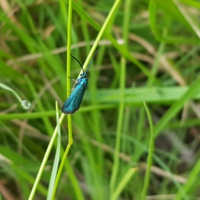 Pollanisus (genus) (A Forester Moth) at Tinderry, NSW - 27 Jan 2023 by danswell