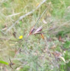 Themeda triandra (Kangaroo Grass) at Tinderry, NSW - 27 Jan 2023 by danswell