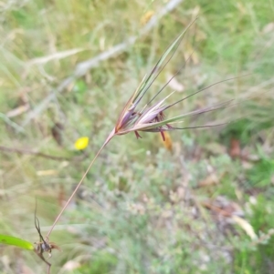 Themeda triandra at Tinderry, NSW - 27 Jan 2023