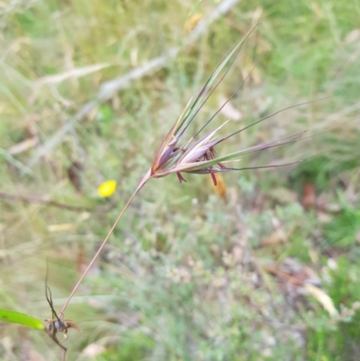 Themeda triandra (Kangaroo Grass) at Mt Holland - 27 Jan 2023 by danswell