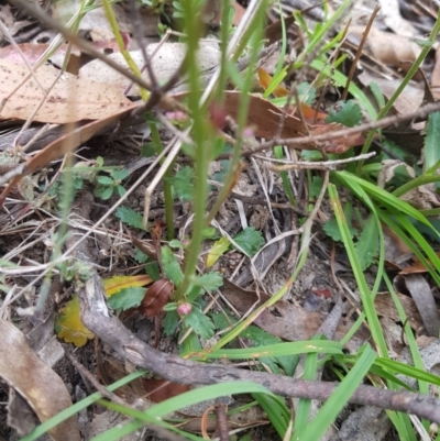 Brachyscome spathulata (Coarse Daisy, Spoon-leaved Daisy) at Mt Holland - 27 Jan 2023 by danswell