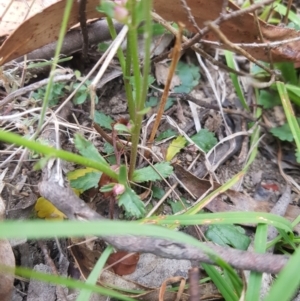 Brachyscome spathulata at Tinderry, NSW - 27 Jan 2023 11:53 AM