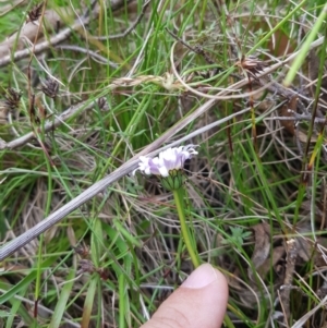 Brachyscome decipiens at Tinderry, NSW - 27 Jan 2023