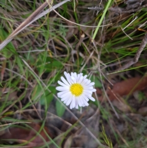 Brachyscome decipiens at Tinderry, NSW - 27 Jan 2023 11:50 AM