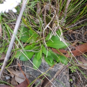 Brachyscome decipiens at Tinderry, NSW - 27 Jan 2023