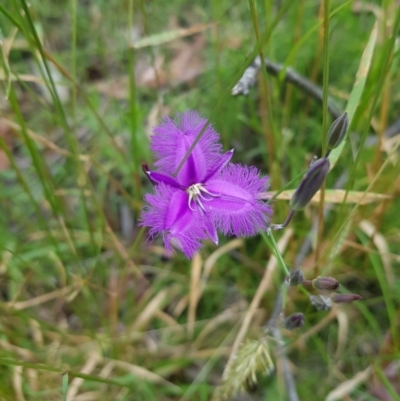 Thysanotus tuberosus subsp. tuberosus (Common Fringe-lily) at Mt Holland - 27 Jan 2023 by danswell
