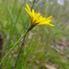 Microseris walteri (Yam Daisy, Murnong) at Mt Holland - 27 Jan 2023 by danswell