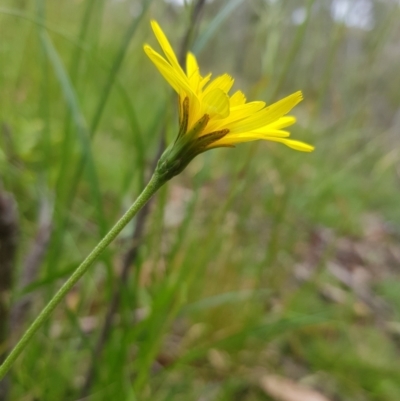 Microseris walteri (Yam Daisy, Murnong) at Tinderry, NSW - 27 Jan 2023 by danswell