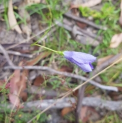 Wahlenbergia capillaris (Tufted Bluebell) at Mt Holland - 27 Jan 2023 by danswell