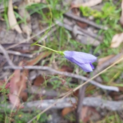 Wahlenbergia capillaris (Tufted Bluebell) at Mt Holland - 27 Jan 2023 by danswell