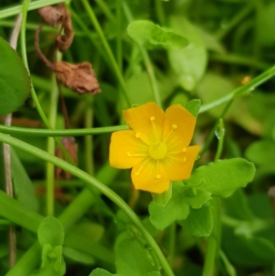 Hypericum japonicum (Creeping St John's Wort) at Mt Holland - 27 Jan 2023 by danswell