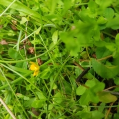 Hypericum japonicum at Tinderry, NSW - 27 Jan 2023 11:35 AM