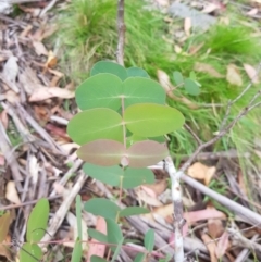 Eucalyptus dalrympleana subsp. dalrympleana (Mountain Gum) at Mt Holland - 27 Jan 2023 by danswell