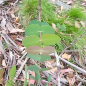 Eucalyptus dalrympleana subsp. dalrympleana at Mt Holland - 27 Jan 2023 11:31 AM