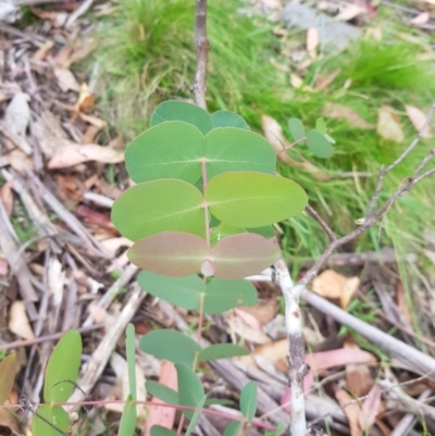 Eucalyptus dalrympleana subsp. dalrympleana (Mountain Gum) at Mt Holland - 27 Jan 2023 by danswell