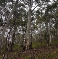 Eucalyptus dalrympleana subsp. dalrympleana at Mt Holland - 27 Jan 2023 11:31 AM