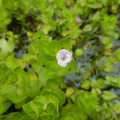 Gratiola peruviana (Australian Brooklime) at Tinderry, NSW - 27 Jan 2023 by danswell