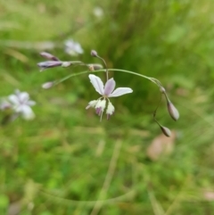 Arthropodium milleflorum (Vanilla Lily) at Tinderry, NSW - 27 Jan 2023 by danswell