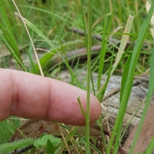 Brachyscome graminea at Tinderry, NSW - 27 Jan 2023