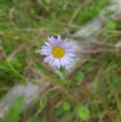 Brachyscome graminea at Tinderry, NSW - 27 Jan 2023