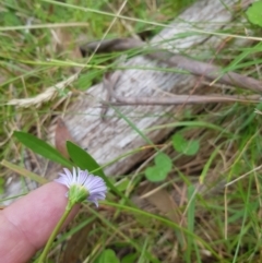 Brachyscome graminea at Tinderry, NSW - 27 Jan 2023 11:18 AM