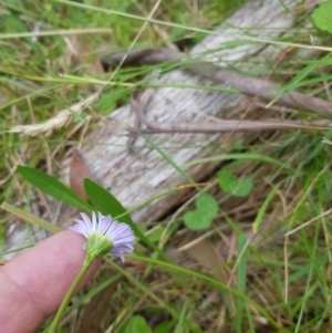 Brachyscome graminea at Tinderry, NSW - 27 Jan 2023