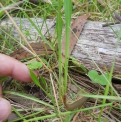 Brachyscome graminea at Tinderry, NSW - 27 Jan 2023