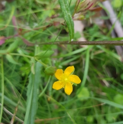 Hypericum gramineum (Small St Johns Wort) at Mt Holland - 27 Jan 2023 by danswell