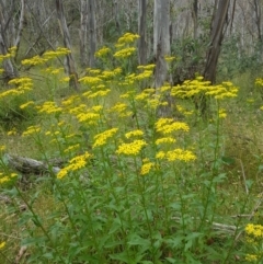 Senecio linearifolius var. latifolius at Mt Holland - 27 Jan 2023 by danswell