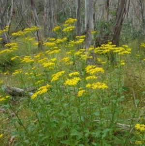 Senecio linearifolius var. latifolius at Tinderry, NSW - 27 Jan 2023