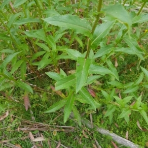 Senecio linearifolius var. latifolius at Tinderry, NSW - 27 Jan 2023