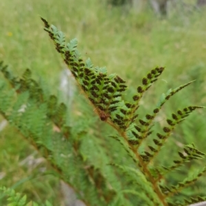 Polystichum proliferum at Tinderry, NSW - 27 Jan 2023