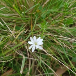 Stellaria pungens at Tinderry, NSW - 27 Jan 2023