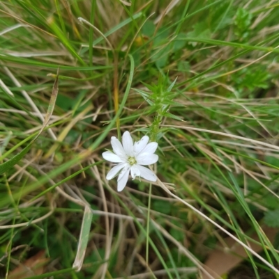 Stellaria pungens (Prickly Starwort) at Mt Holland - 26 Jan 2023 by danswell