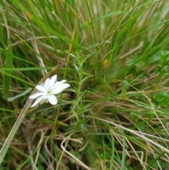 Stellaria pungens at Tinderry, NSW - 27 Jan 2023