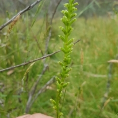 Microtis unifolia (Common Onion Orchid) at Tinderry, NSW - 27 Jan 2023 by danswell