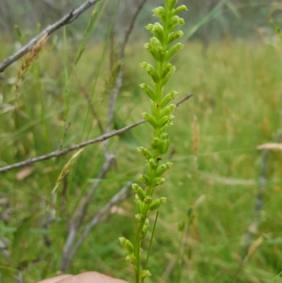 Microtis unifolia (Common Onion Orchid) at Tinderry, NSW - 27 Jan 2023 by danswell