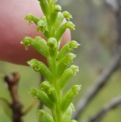 Microtis unifolia at Tinderry, NSW - suppressed