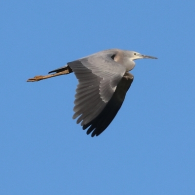 Egretta novaehollandiae (White-faced Heron) at Killara, VIC - 27 Jan 2023 by KylieWaldon