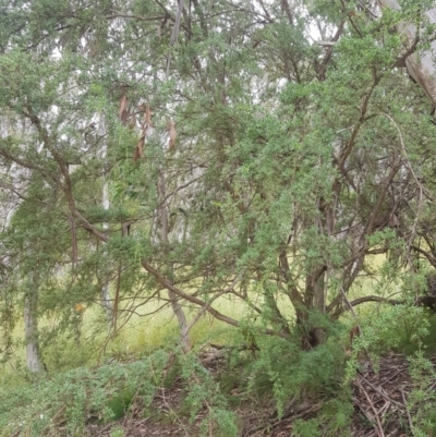 Leptospermum grandifolium (Woolly Teatree, Mountain Tea-tree) at Mt Holland - 26 Jan 2023 by danswell