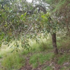 Acacia melanoxylon (Blackwood) at Mt Holland - 26 Jan 2023 by danswell