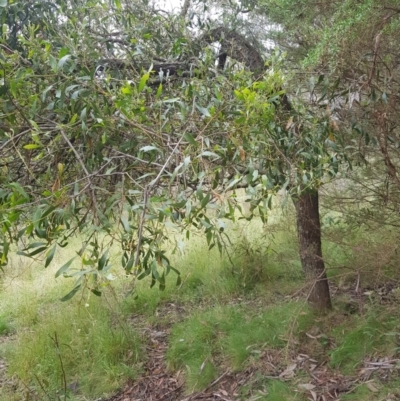 Acacia melanoxylon (Blackwood) at Mt Holland - 26 Jan 2023 by danswell
