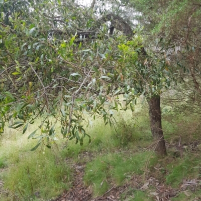 Acacia melanoxylon (Blackwood) at Tinderry, NSW - 27 Jan 2023 by danswell