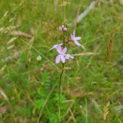 Stylidium sp. (Trigger Plant) at Tinderry, NSW - 26 Jan 2023 by danswell