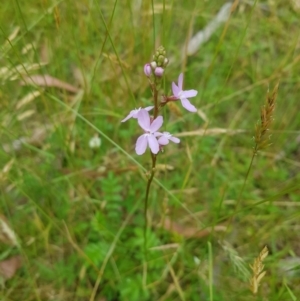 Stylidium sp. at Tinderry, NSW - 27 Jan 2023