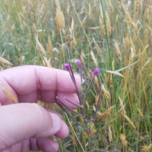 Epilobium billardiereanum at Tinderry, NSW - 27 Jan 2023