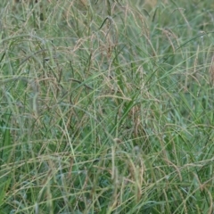 Paspalum dilatatum (Paspalum) at Killara, VIC - 27 Jan 2023 by KylieWaldon