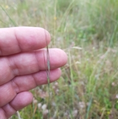 Anthosachne scabra (Common Wheat-grass) at Tinderry, NSW - 27 Jan 2023 by danswell